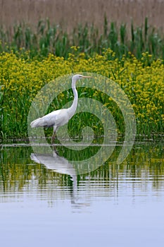 Danube Delta Dunarii Romania wildlife nature birds natural life white heron