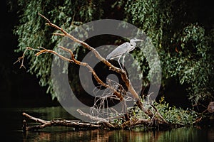 Danube Delta Gray Heron bird