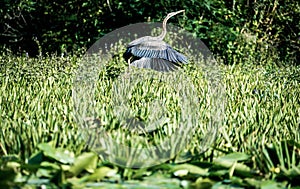 Danube Delta Grey Heron bird