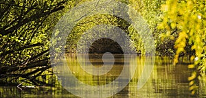 Danube Delta Landscape, Romania