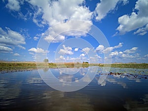 Danube Delta landscape water lilies and reeds