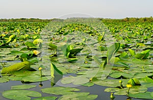 The Danube Delta with lily pads in Romania