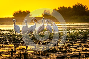 Danube Delta Pelicans at sunset on Fortuna Lake