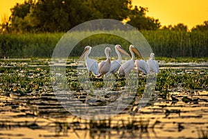 Danube Delta Pelicans at sunset on Fortuna Lake