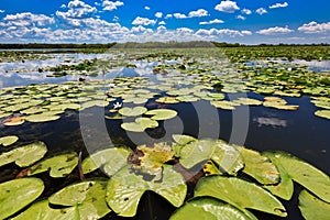 Danube Delta, Romania