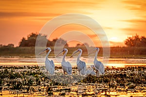 Danube Delta Romania Pelicans at sunset on Lake Fortuna photo