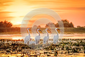 Danube Delta Romania Pelicans at sunset on Lake Fortuna