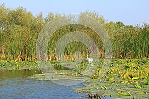 Danube delta swan family by the lake with grassland , reeds and water lilies on the background