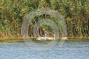 Danube delta swan family by the lake with grassland , reeds and water lilies on the background