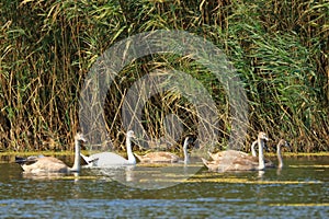 Danube delta swan family by the lake with grassland , reeds and water lilies on the background