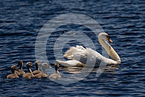 Danube Delta Swan and youngsters