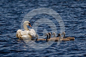 Danube Delta Swan and youngsters