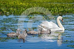 Danube Delta Swan and youngsters