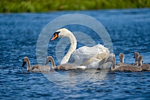 Danube Delta Swan and youngsters