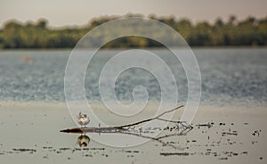 The Danube Delta is a unique and biodiverse region located in southeastern Europe, primarily in Romania