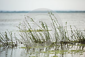 The Danube Delta is a unique and biodiverse region located in southeastern Europe, primarily in Romania