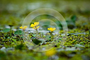 The Danube Delta is a unique and biodiverse region located in southeastern Europe, primarily in Romania