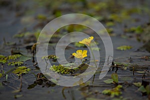 The Danube Delta is a unique and biodiverse region located in southeastern Europe, primarily in Romania