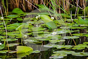 Landscape in Danube Delta