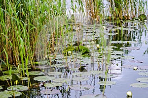 Landscape in Danube Delta