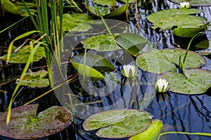 Landscape in Danube Delta