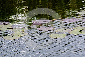 Landscape in Danube Delta