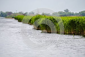 Landscape in Danube Delta