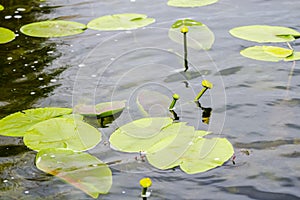 Landscape in Danube Delta