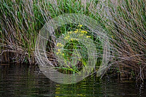 Landscape in Danube Delta