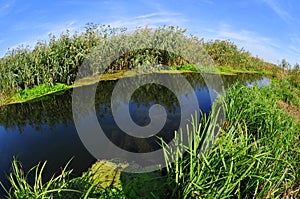 Danube delta water channel and vegetation