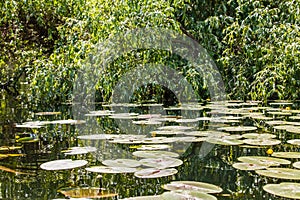 Danube Delta wilderness