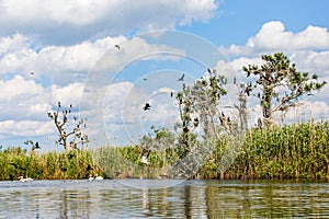 Danube Delta wildlife