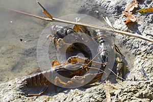 Danube or Galician crayfish on the beach of a lake