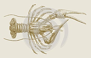 Danube, galician or turkish crayfish astacus leptodactylus in top view