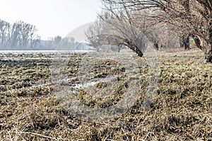 Danube river delta in winter