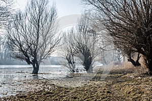Danube river delta in winter