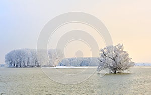 Danube river and frosty trees