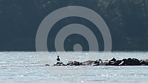 Danube river near enns, austria