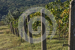 Danube river and rows of vineyard before harvesting