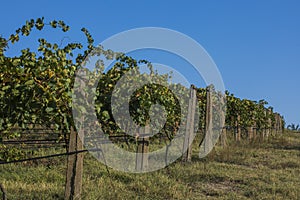 Danube river and rows of vineyard before harvesting