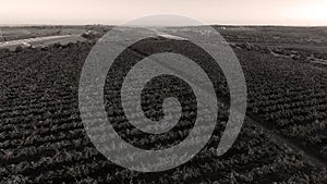 Danube river and rows of vineyard before harvesting