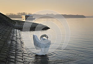 Danube river swan in stretching wings