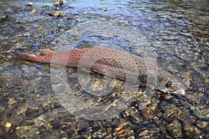 Danube salmon - huchen