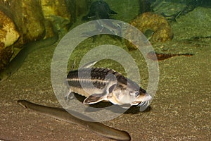Danube Sturgeon