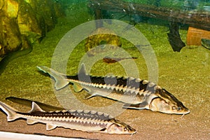 Danube Sturgeon