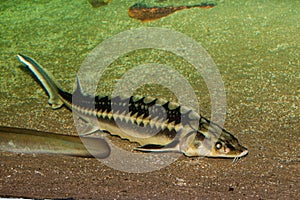 Danube Sturgeon fish