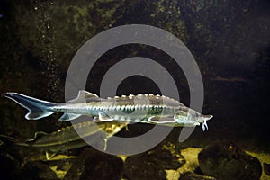 Danube Sturgeon fish in a sturgeon farm