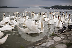 Danubian river swans photo