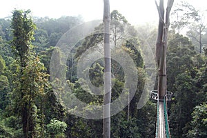 Danum Valley Canopy Walkway Borneo