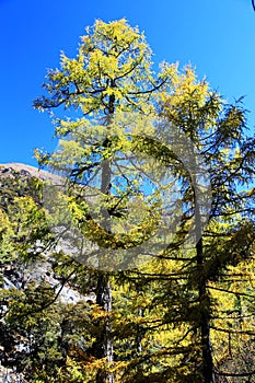 Daocheng Yading , a national level nature reserve in China